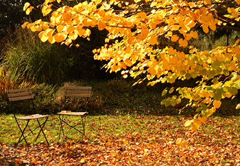 A lovely autumnal garden with leaves on the ground and the tree leaves turning from green to golden and yellow colours