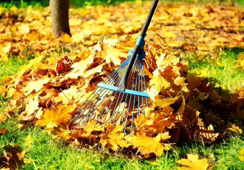 A lawn rake is a helpful tool when gathering fallen autumn leaves in the garden