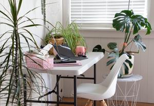 home office set up with houseplants