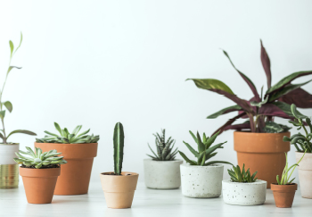 Our small house plant ideas 