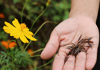 A gardener collecting seeds from flowers in autumn to sow the following year