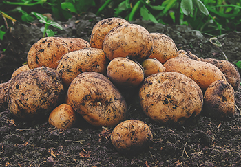 Growing Potatoes from Planting to Harvest