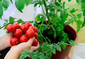Growing tomatoes in pots is easy