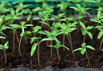 Young tomato plant seedlings