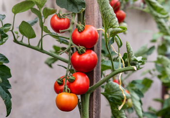 Saving seeds from your tomatoes means they can grow again next year