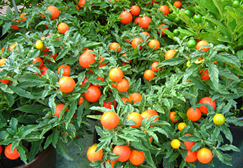 Choose if you wish to grow bush or cordon/indeterminate tomatoes