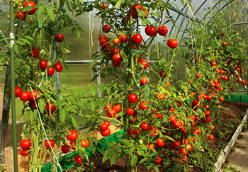 Successful tomato growing in grow bags