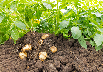 Growing your own potatoes at home is a fun and rewarding way to start growing your own vegetables