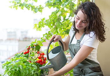 Tomatoes being watered with a watering can