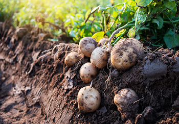 Potatoes must be harvested carefully to avoid damaging them