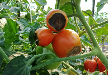 Blossom end rot is a problem that can develop when growing tomatoes