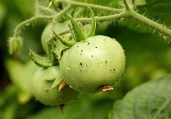 Pests can affect tomatoes too but can usually be treated with an insecticide