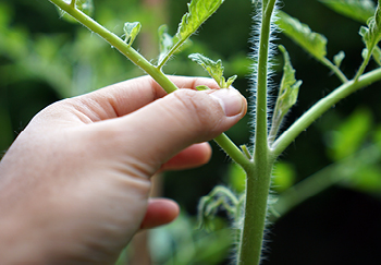 Side shoots of tomatoes being pinched out 