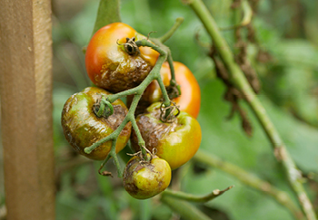 Tomato blight is caused by overly damp and poor ventilation conditions 