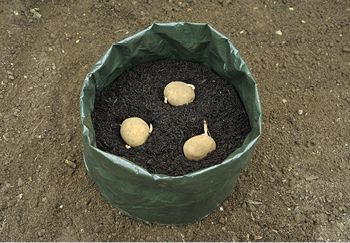 Three maincrop seed potatoes placed in a growbag that's filled halfway with compost before being filled entirely 
