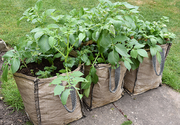 https://www.squiresgardencentres.co.uk/wp-content/uploads/2021/03/Grow-potatoes-in-grow-bags-2.jpg