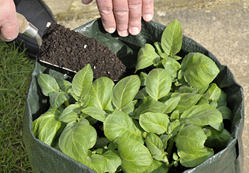 Grow bags offer an easy and robust way to grow potatoes without putting them in the ground or if space is restricted