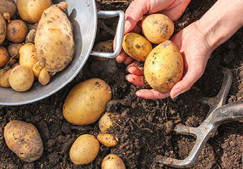 Harvesting potatoes from grow bags