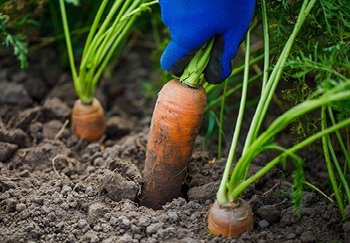 General timescale for growing and harvesting carrots