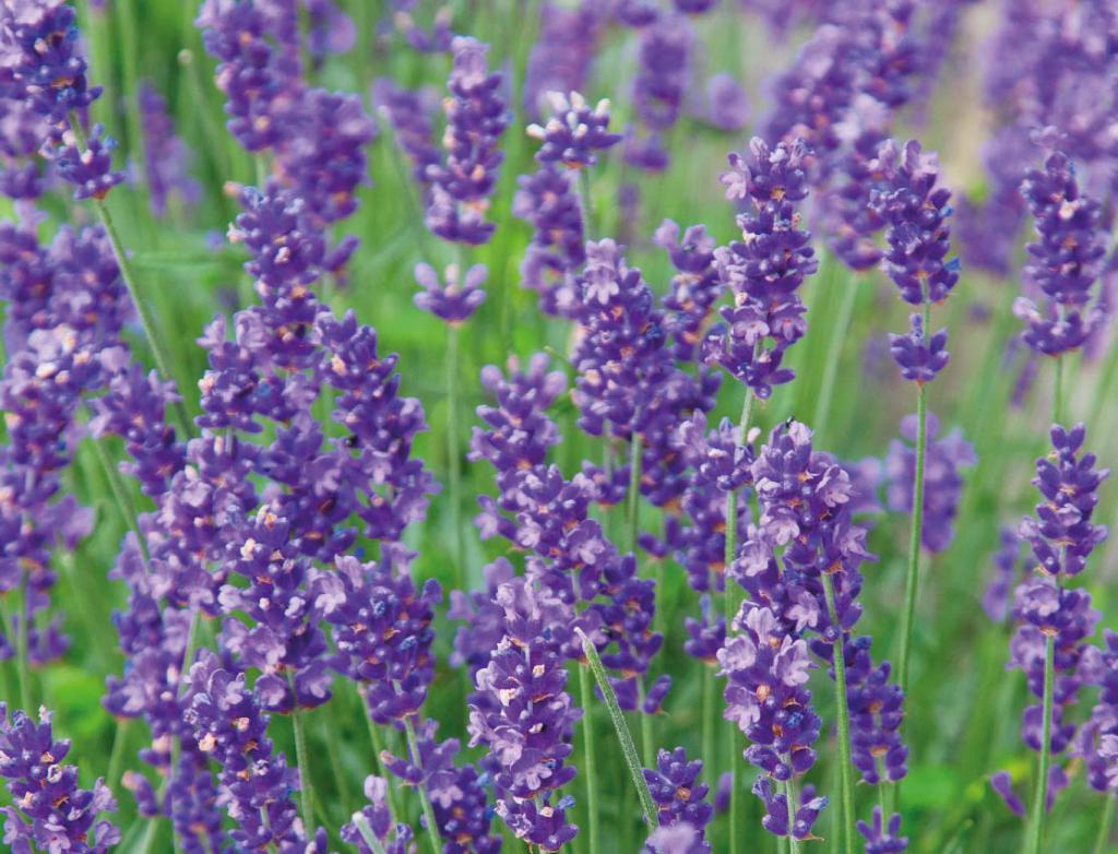 A healthy looking, established lavender plant flowering in the summer