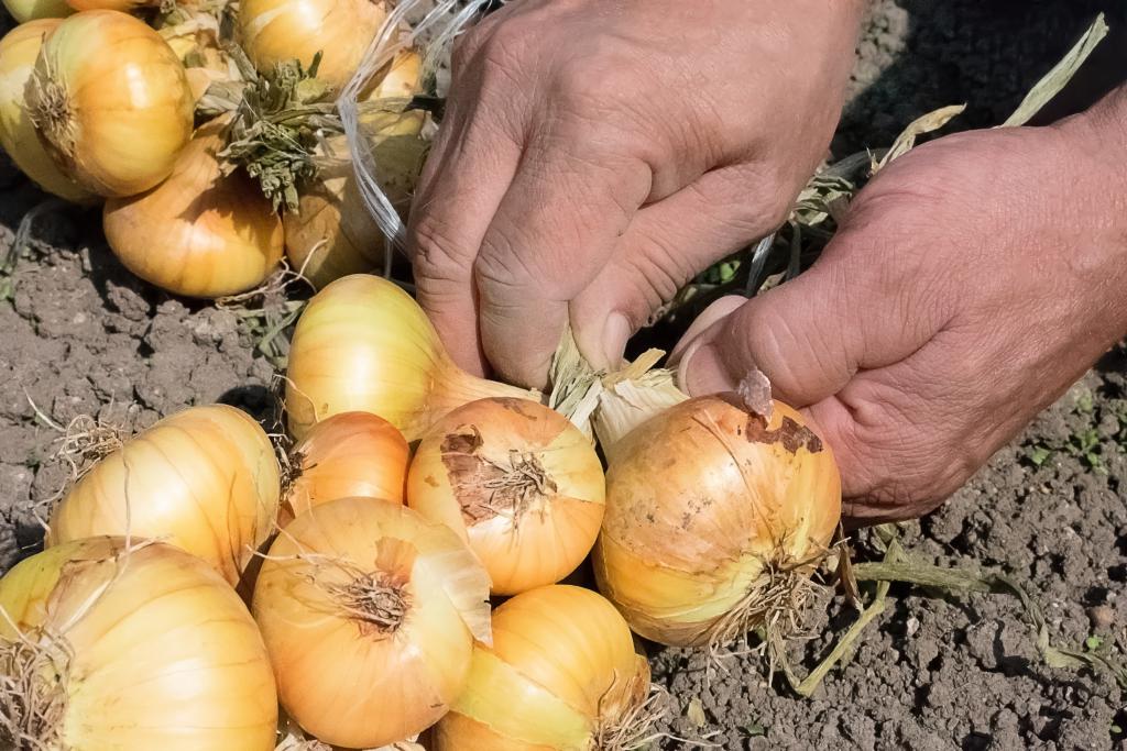 Farmer prepares onions to go in the ground