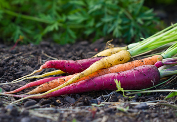 Varieties of carrots to try growing yourself at home