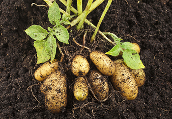 Potatoes are a tough crop and do very well in grow bags