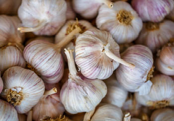 Growing Garlic from Clove to Harvest