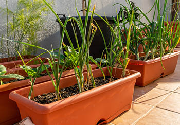 Growing Garlic in Pots & Containers at Home