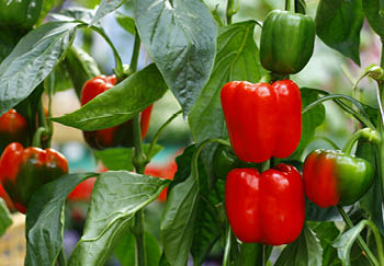 Growing peppers from seed to harvest at home