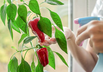 How to start growing peppers in pots at home