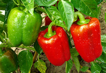 Why grow your own peppers at home