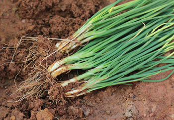 Growing Spring Onions from Seed to Harvest