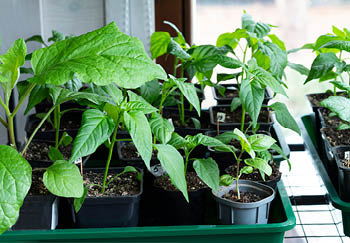 Growing Peppers in Pots & Containers at Home