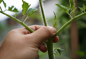 A closeup of a tomato plant being pinched out