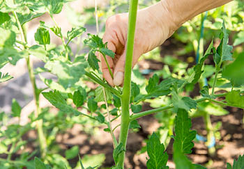 A tomato plant being pinched out