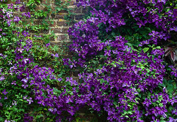 The best shade loving climbing plants for the garden