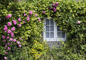 Lovely shade climbing plants spread over an old home