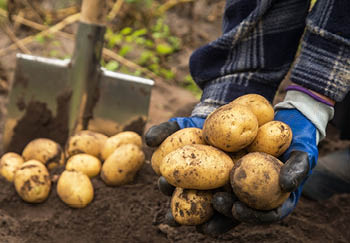 Homegrown potatoes being harvested