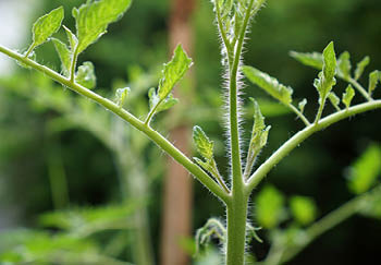 Tomato plants should be checked regularly for side shoots and pinched out when they are found