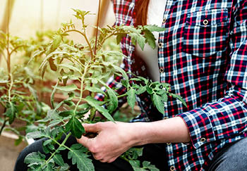 Pinching out tomato plants focuses growth and nutrients in the right places