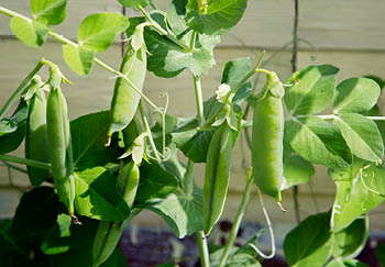 Growing Peas at Home in Containers & Pots