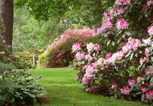 The Best Shade Loving Plants For Your Garden