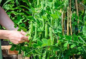 Growing Peas at Home from Seed to Harvest