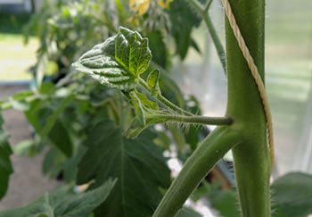 A tomato side shoot is where the plant is trying to grow another stem usually between the main, vertical stem, and an established leaf stem