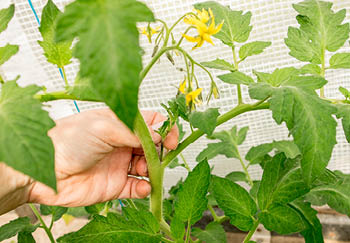 A tomato truss is the stem that carries the flowers which then turn into lovely tomatoes