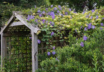 Flowering climbing plants will liven a shaded garden