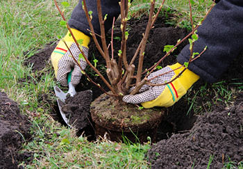 Best time of the year to plant trees and shrubs