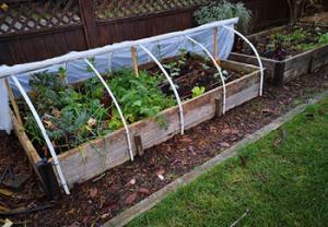 Polytunnels will help to shelter vegetables in autumn and winter if growing your own at home