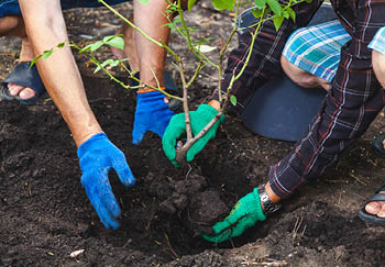 autumn is the best time of year to plant trees and shrubs